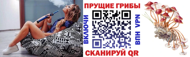 сколько стоит  Луга  Галлюциногенные грибы Psilocybe 